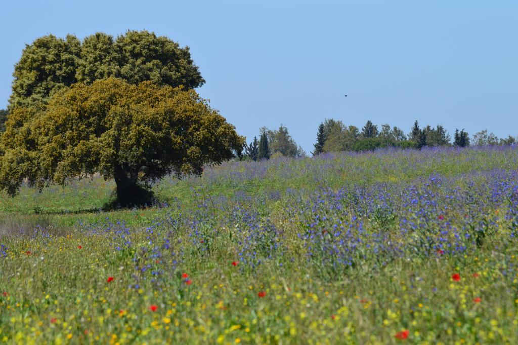 Monte Chalaca - Turismo Rural Ferreira Do Alentejo Ngoại thất bức ảnh