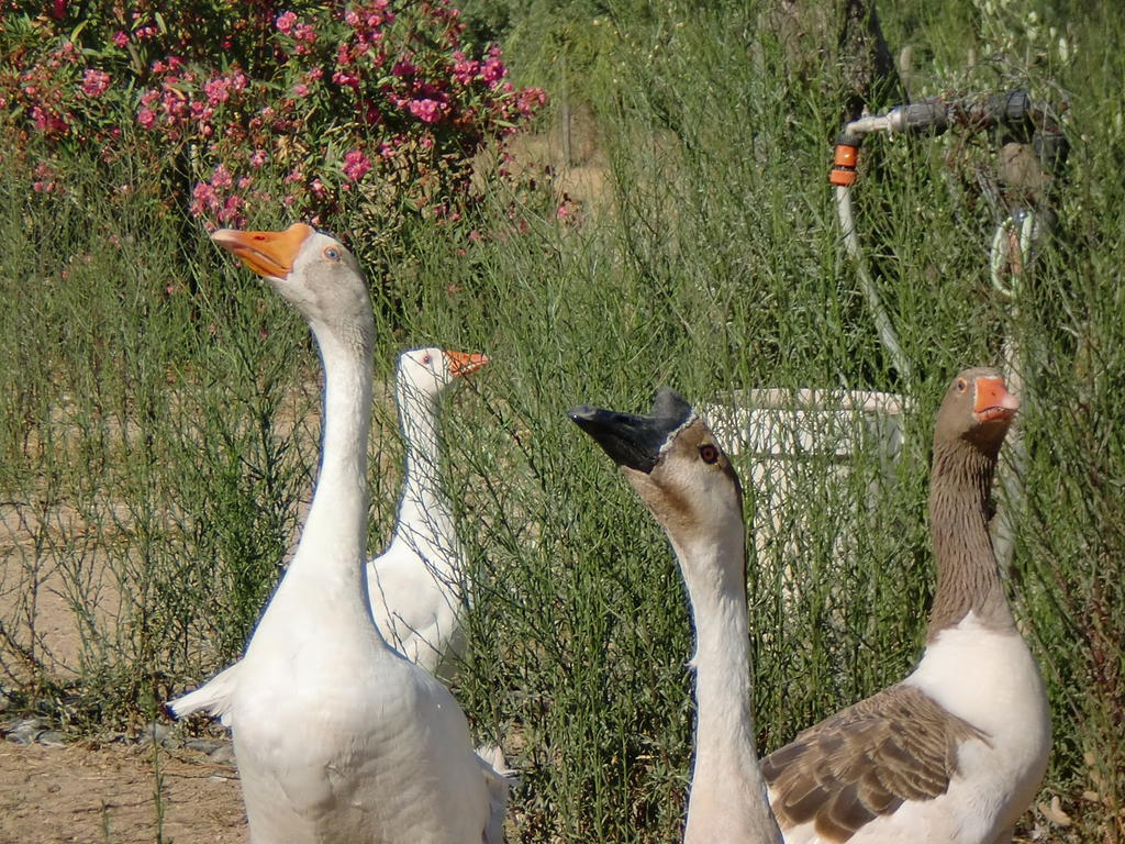 Monte Chalaca - Turismo Rural Ferreira Do Alentejo Ngoại thất bức ảnh